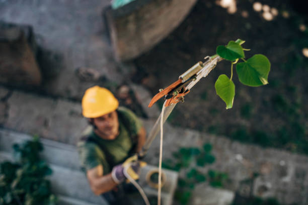 Best Emergency Storm Tree Removal  in La Center, WA